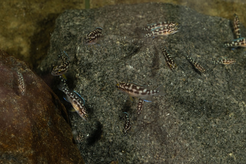 Neolamprologus buescheri 'Kamakonde'